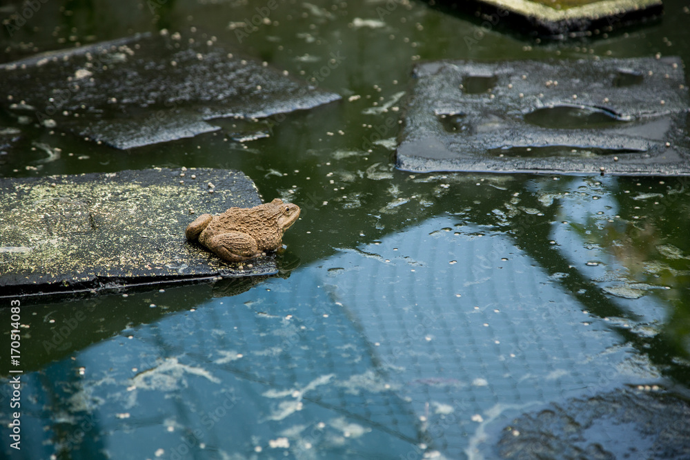 Many frogs are found in a pond in a frog farm in Thailand. Many frogs are found in a pond in a frog farm in Thailand.