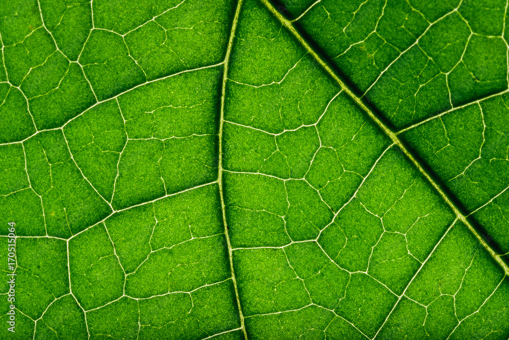 Close up texture of green leaf. Close up texture of green leaf.