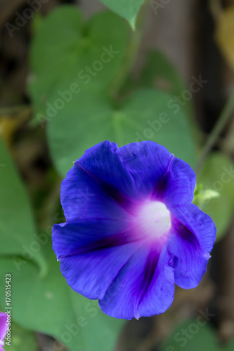 purple morning glory garden photo