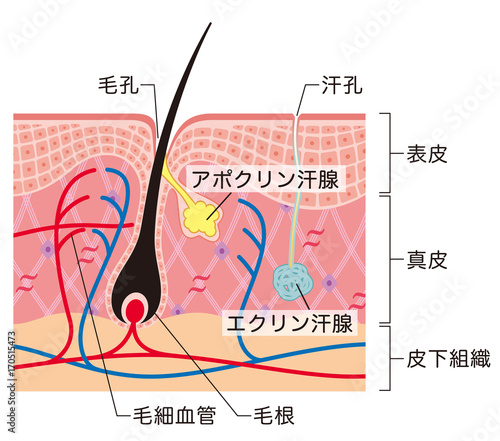 毛根 汗腺 断面図 Stock イラスト Adobe Stock 毛根 汗腺 断面図 Stock イラスト Adobe Stock