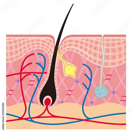 毛根　汗腺　断面図 photo