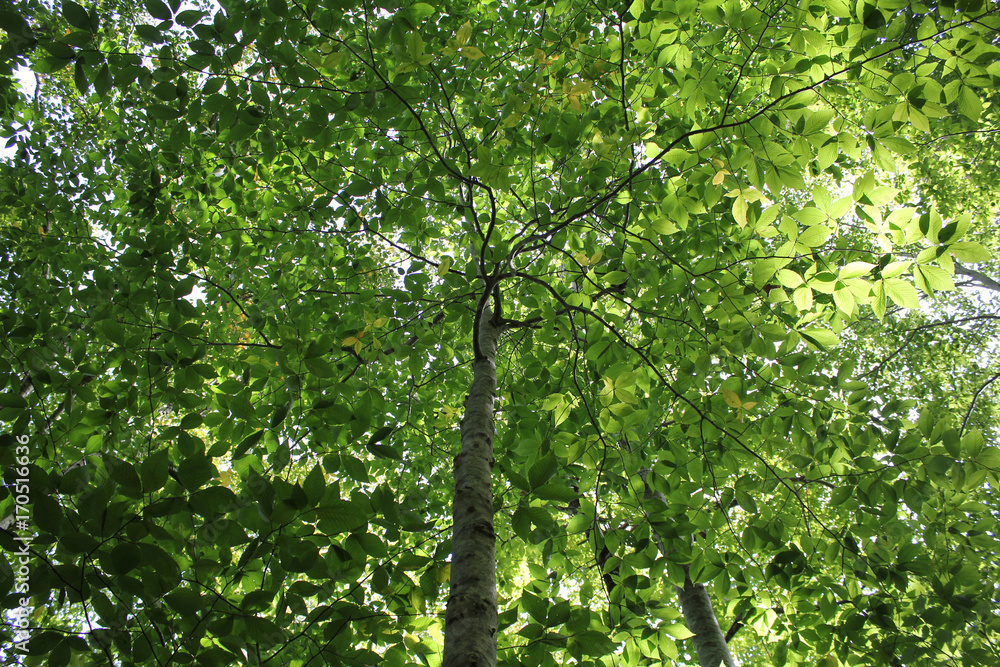 Fototapeta premium Spring leaves on tree