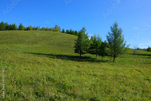 beautiful pine trees and green grassland under blue sky