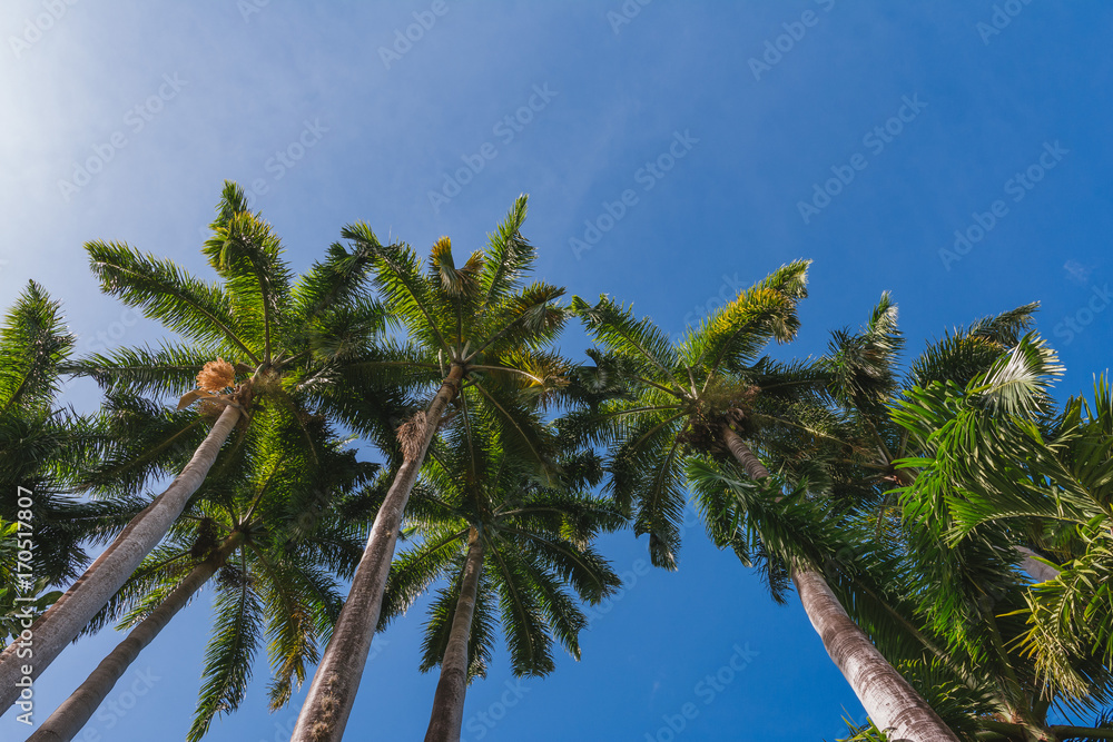Naklejka premium Tropical trees against the blue sky in the Caribbean