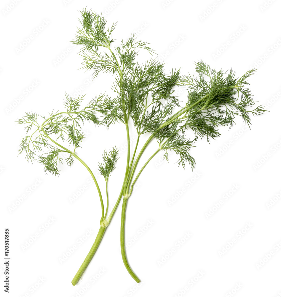 green dill isolated on white green dill isolated on white