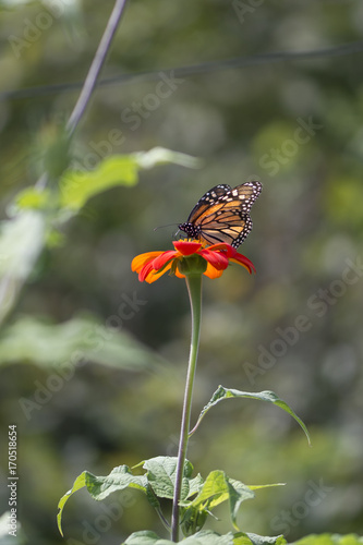 monarch butterfly