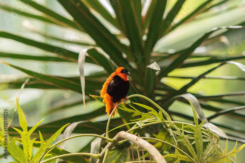 Male Northern red bishop Euplectes franciscanus photo