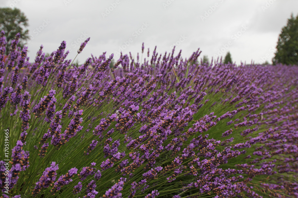Lavender fields in the rain
