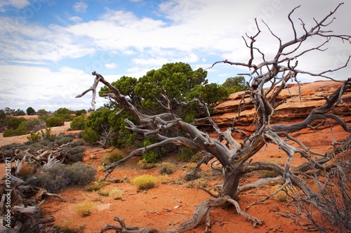 Desert Tree © Tyler