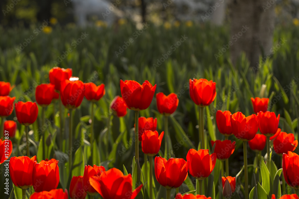 Beautiful flowers in spring