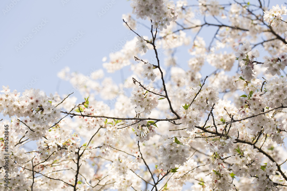 Beautiful flowers in spring Beautiful flowers in spring