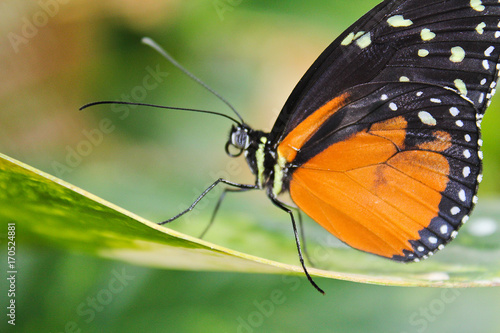 Big orange butterfly on leaf, danaus chrysippus