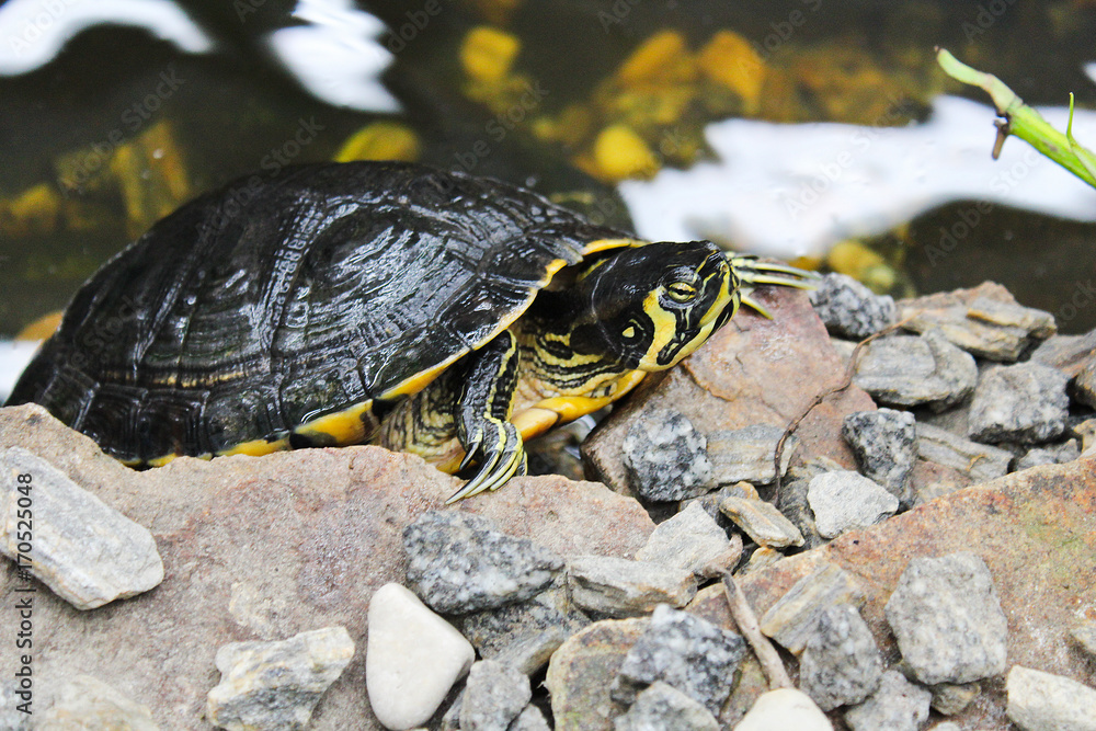 Water turtle on stone with water behind