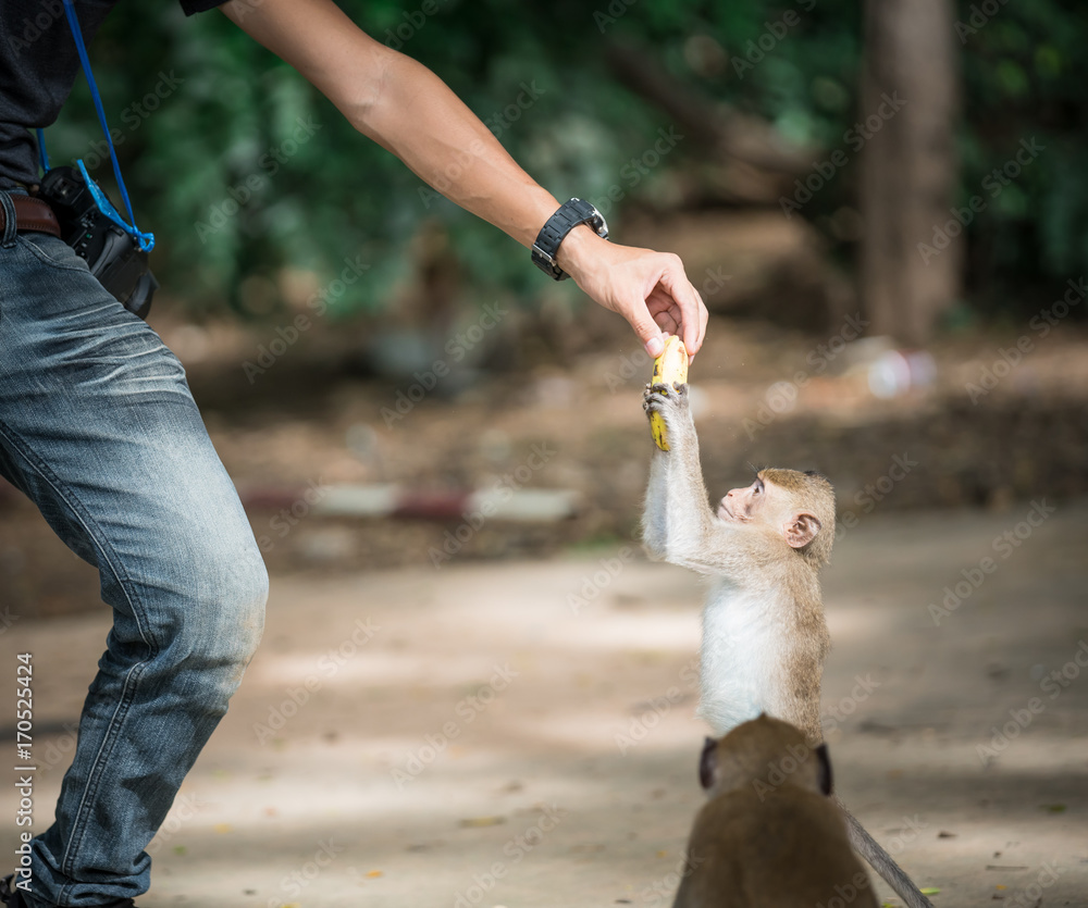 Fototapeta premium man handing food to a long-tailed monkey.