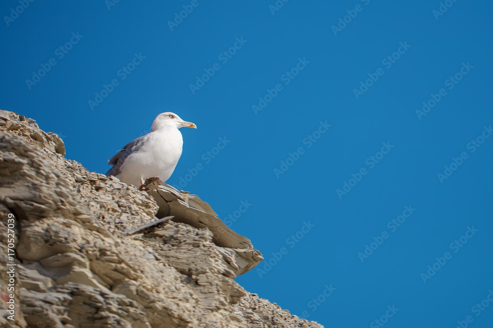 Seagull sitting on a rock near the sea. Seagull sitting on a rock near the sea.