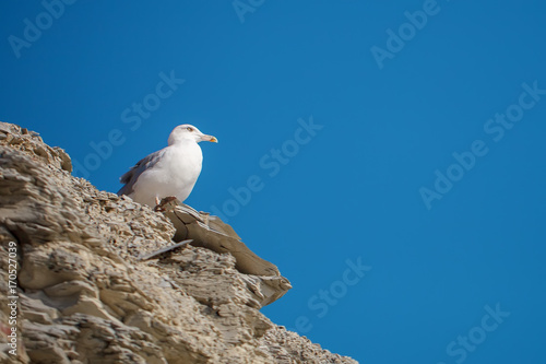 Seagull sitting on a rock near the sea.