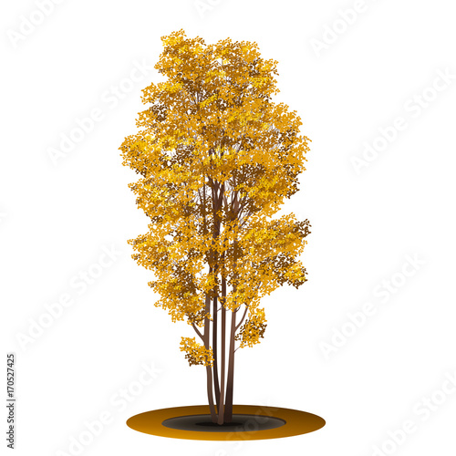 bush with yellow leaves and shadow