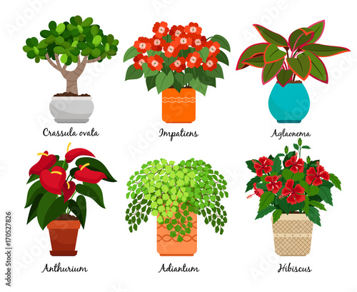 House flowers and indoor flowerpots