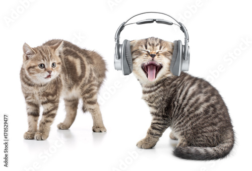 Fototapeta Naklejka Na Ścianę i Meble -  funny cat in headphones listening music and another cat is shocked by this