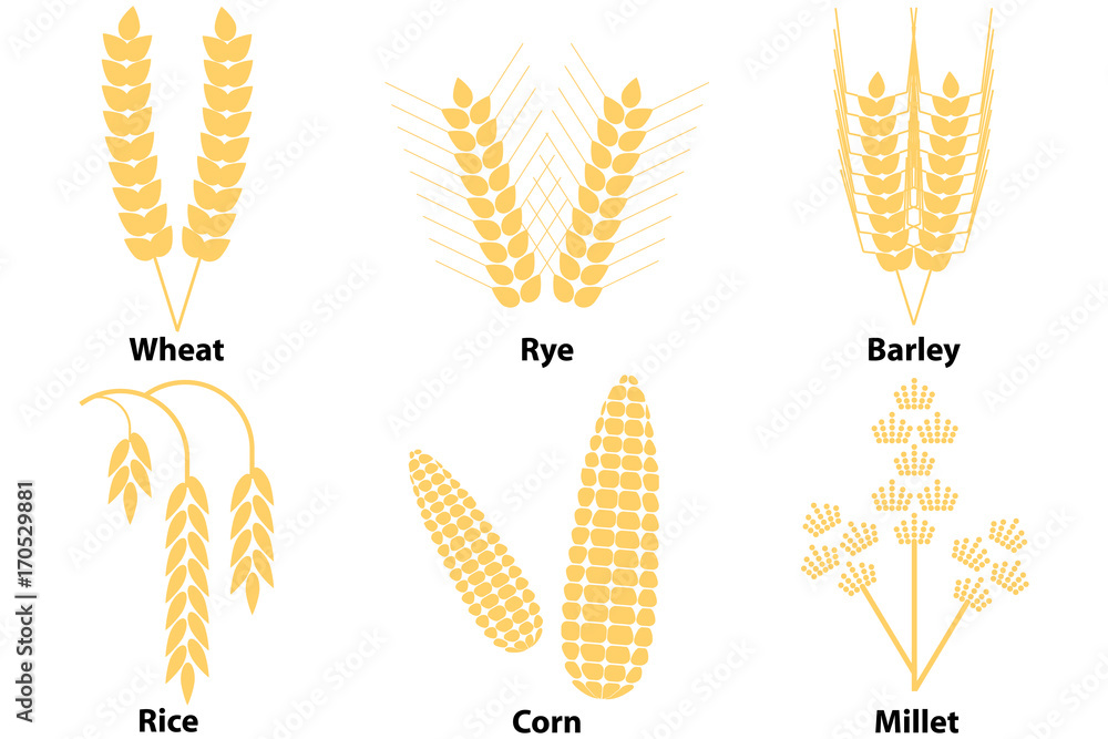 Wheat, corn, rice, barley, millet Stock Vector | Adobe Stock