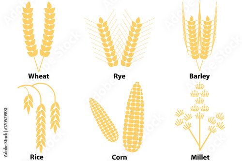 Wheat, corn, rice, barley, millet