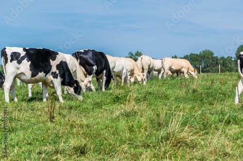 Photos Vaches laitières.