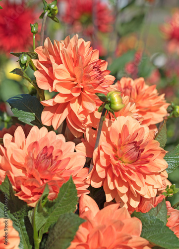 Fototapeta Naklejka Na Ścianę i Meble -  Dahlien, Dahlias