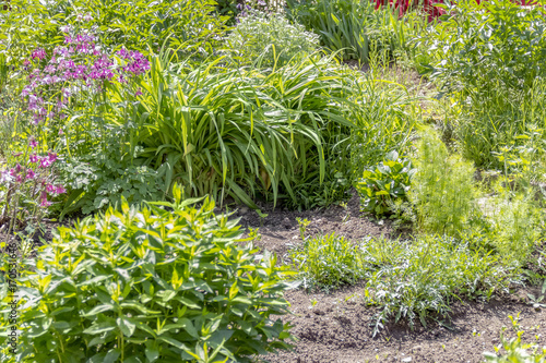 traditional rural herb garden