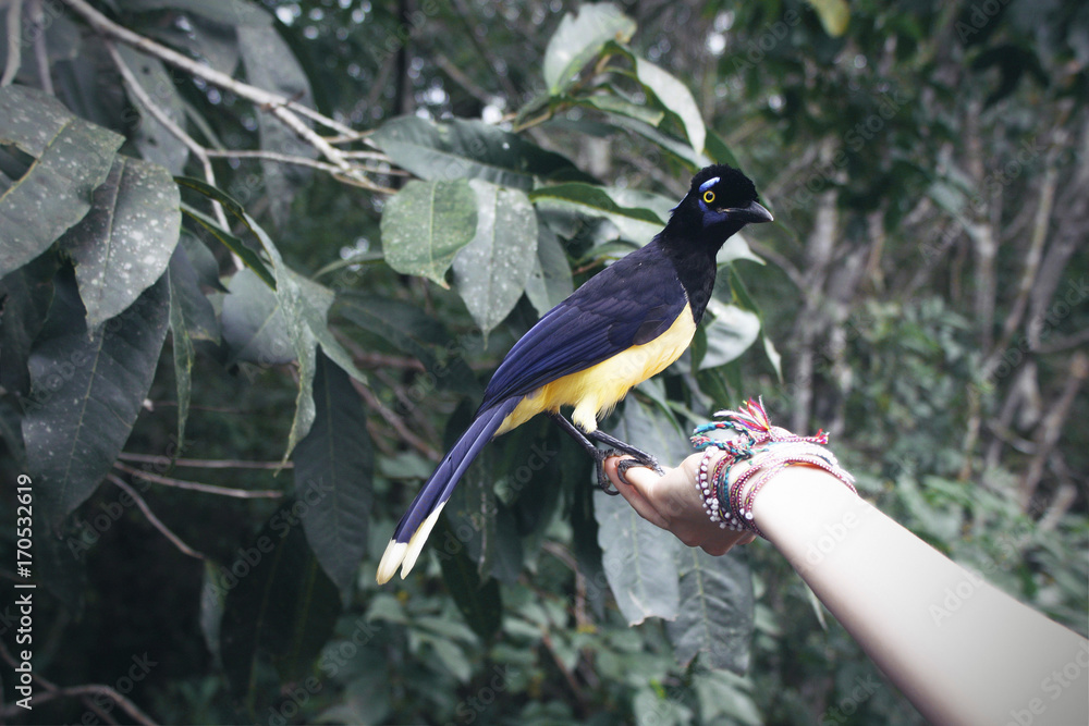 Naklejka premium bird with dark head Plush crested Jay in women's hand