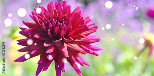 Fototapeta Naklejka Na Ścianę i Meble -  Grußkarte - Dahlie Hintergrund - Schönheit des Spätsommers