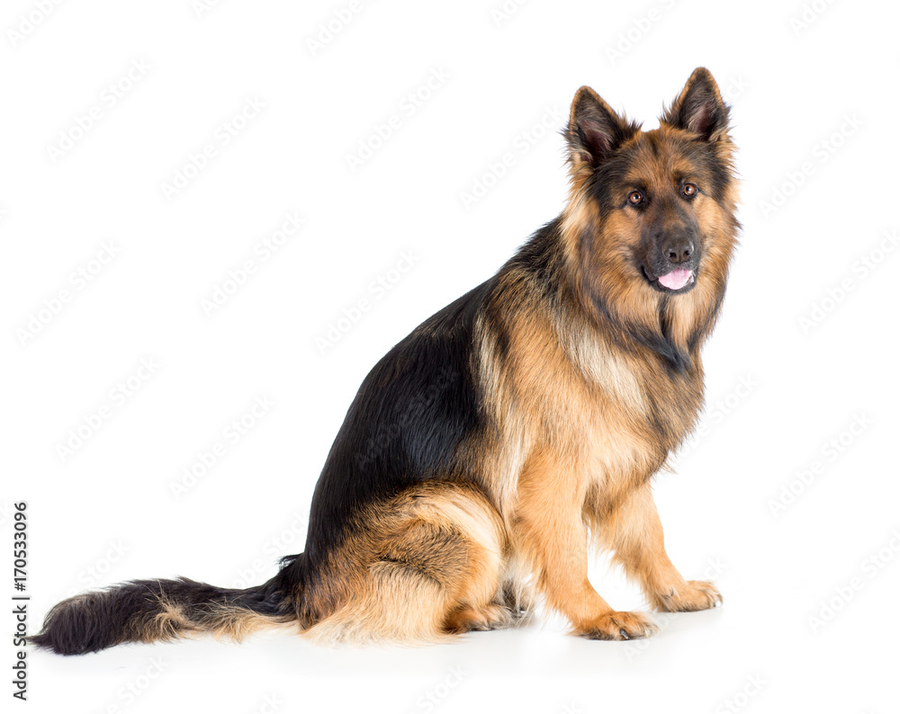 German shepherd long-haired dog sitting isolated