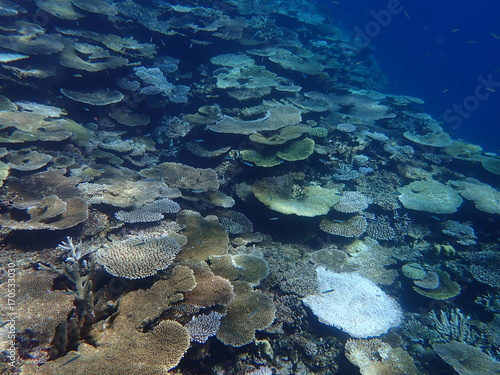 人気の宮古島、天然記念物指定の八重干瀬の天然珊瑚