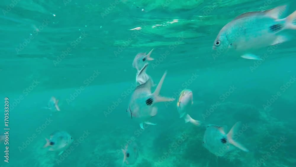 Shoal of tropical fish, Banded butterflyfish, with water surface in background, Indian ocean, Mauritius