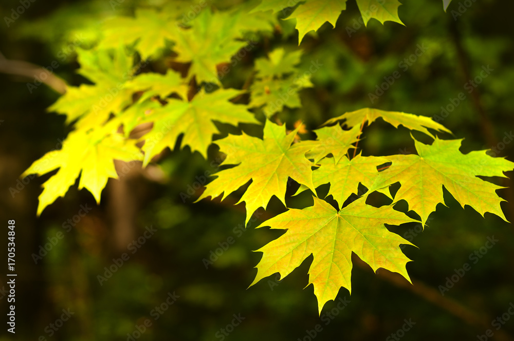 Yellow maple leaves on a tree. Autumn leaves on a branch on a blurry dark background. Yellow maple leaves on a tree. Autumn leaves on a branch on a blurry dark background.