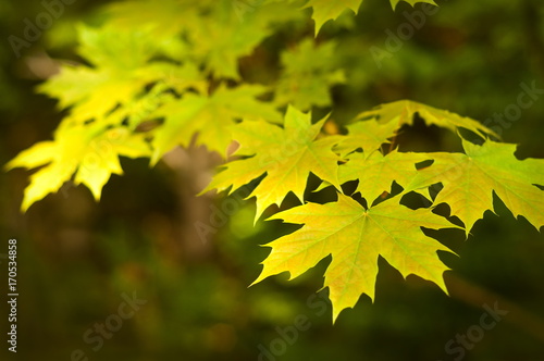 Yellow maple leaves on a tree. Autumn leaves on a branch on a blurry dark background.