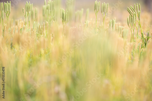 Blurred background of blooming grass, lit by the sun