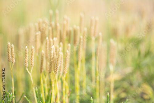 Blooming grass, lit by the sun