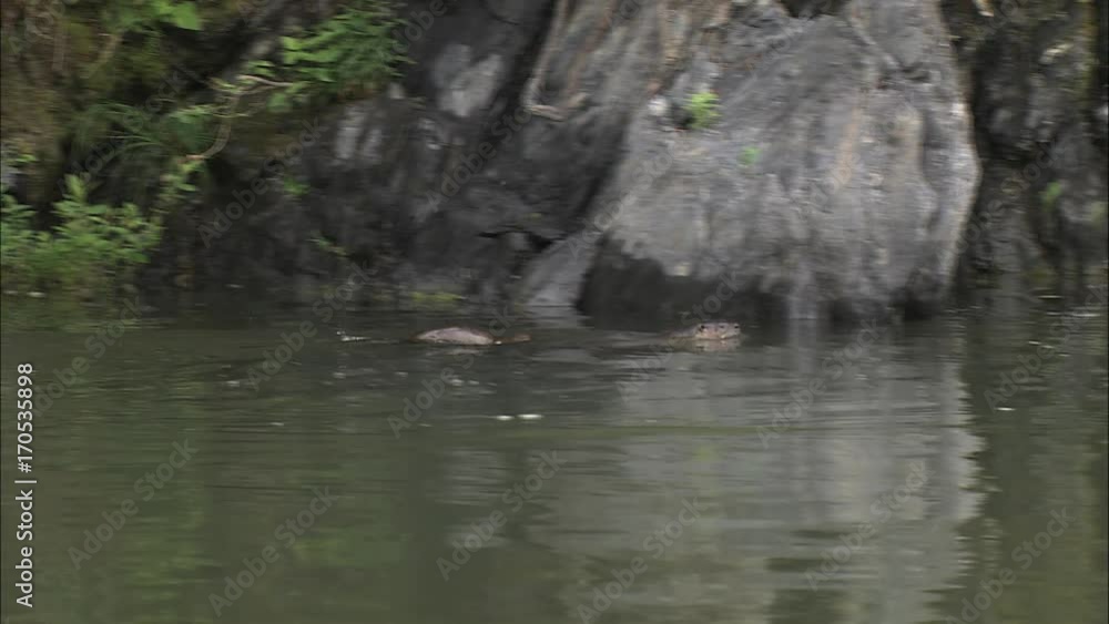 River Otter River Otter