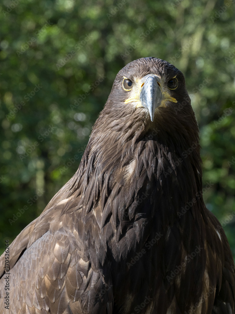 Naklejka premium portrait of White-tailed Eagle, Haliaeetus albicilla