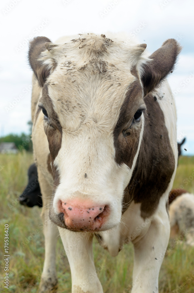 The face of the little cow calf white with brown spots on the eyes and the ears with a slightly messy hair looking at camera on background of green field and sky with clouds.