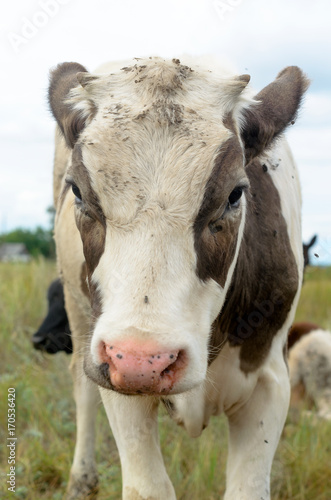 The face of the little cow calf white with brown spots on the eyes and the ears with a slightly messy hair looking at camera on background of green field and sky with clouds. © Дмитрий Седаков
