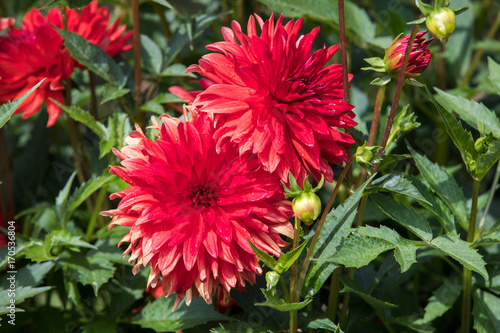 Fototapeta Naklejka Na Ścianę i Meble -  Head of  red dahlia flower in summer garden