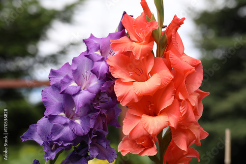 Fototapeta Naklejka Na Ścianę i Meble -  Head of  gladiolus flower in summer garden
