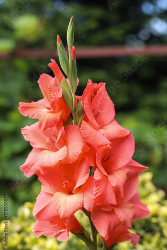 Fototapeta Naklejka Na Ścianę i Meble -  Head of  gladiolus flower in summer garden