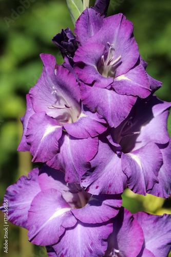 Fototapeta Naklejka Na Ścianę i Meble -  Head of  gladiolus flower in summer garden