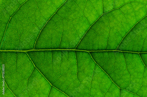 Close up texture of green avocado leaf. Concept symbol of ECO FRIENDLY.