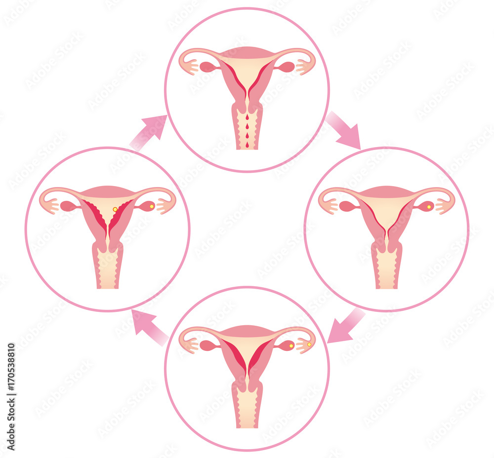 生理周期と子宮内膜の変化