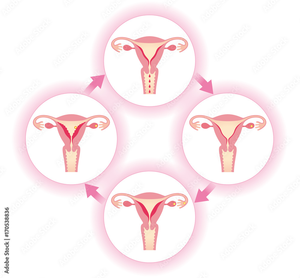 Obraz premium 生理周期と子宮内膜の変化
