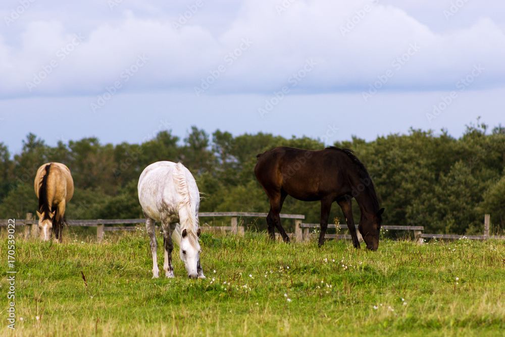 Three horses grazing on a pasture at summer day