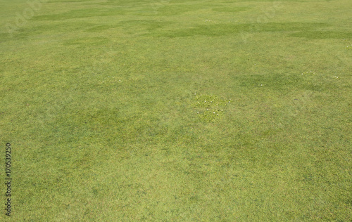 Grass of golf course